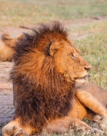 Gjimas male protecting his pride