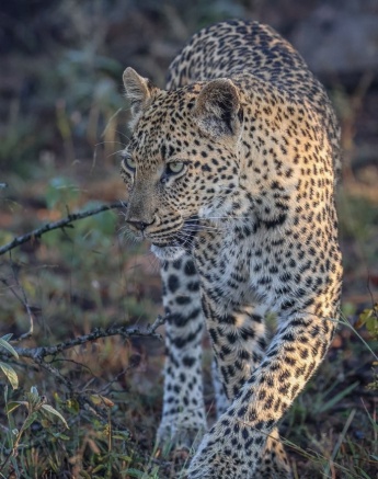 Golonyi, a female leopard. 