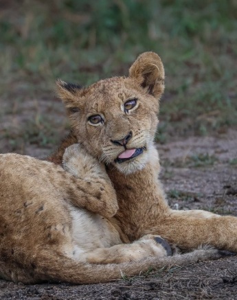 A cub from the Msuthlu pride. 