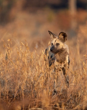 A01MacsToich2023 05 02wilddogs01 A01MacsToich2023 05 02wilddogs01