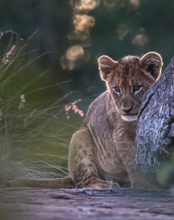 A young member of the Southern Pride hides behind the rocky ridge in teh Southern sector of the reserve.