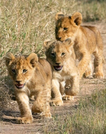 Three lion cubs from the Southern Pride walk in a line on the road. 