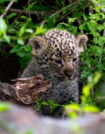 Kigelia, a new mother leopard, led us directly to her den site and introduced us to her cubs. 