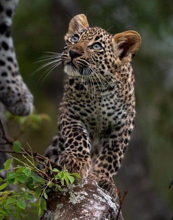 Tengile's clumsy cub clambers on the branch of a tree.