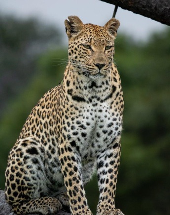 Leopards are known for their exceptional climbing ability