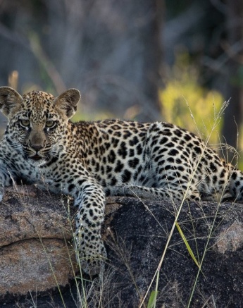 The young, strong cub of Golonyi. 