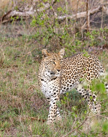 Sabi Sabi Jana Du Plessis Golonyi Cub