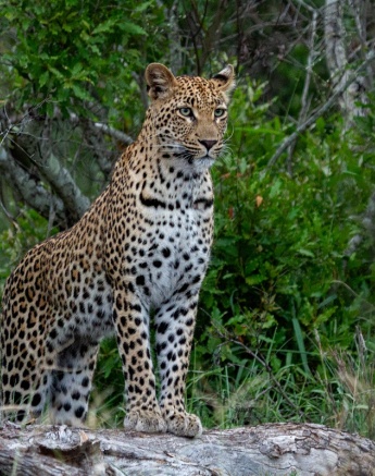 A25Dieter Lategan Golonyi 310123 05 Final