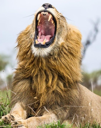 One Gijima male lion relaxed and yawned as he scanned their territory. 