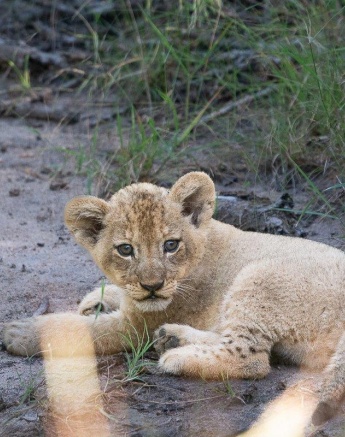 Talamati Cute Cub Ronald Mutero Talamati Cute Cub Ronald Mutero