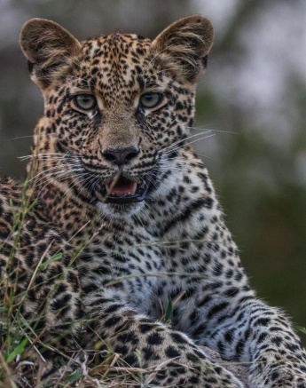 Ntsumi leopard cub with sibling and mother Ntsumi leopard cub with sibling and mother