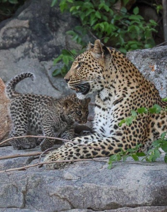 Golonyi and her cub bond and play together.