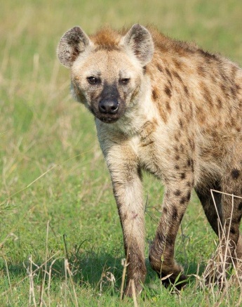 A hyena scans its surroundings. A hyena scans its surroundings.