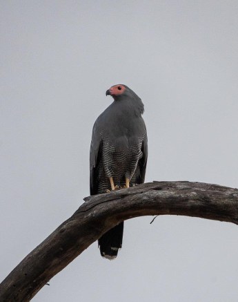 An African Hawk Eagle has a keen eye sight making it a formidable predator. 