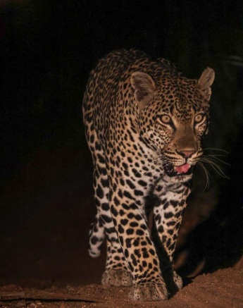 The Khulwana male appeared out of the darkness, calling to mark his territory. 