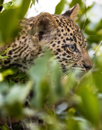 Tengile's cub can be seen through the leaves of a tree. Tengile's cub can be seen through the leaves of a tree.