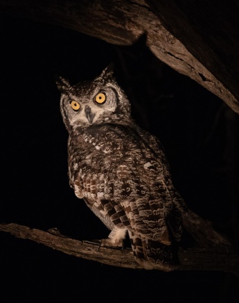An owl standing on a tree branch during the dark hours