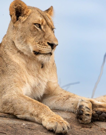 A female from the Southern Pride rests on a rocky outcrop. 