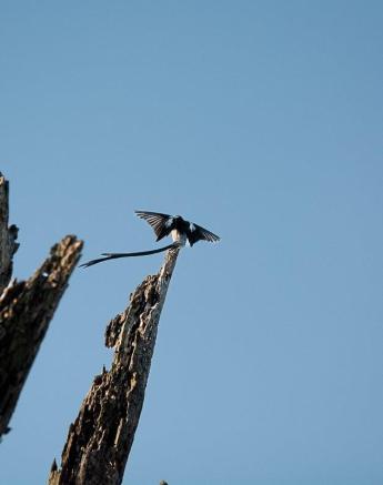 A Pin-tailed Whydah lands gracefully on a dead tree. A Pin-tailed Whydah lands gracefully on a dead tree.