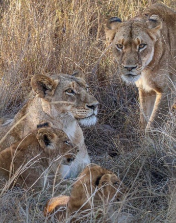 The Southern Pride, including females and cubs, resting in the shade after a successful hunt.
