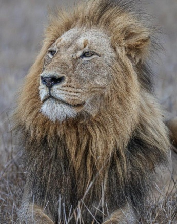 Close-up of a Gijima male lion with wind blowing through his mane.