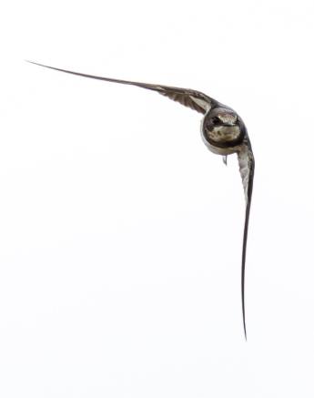 Sabi Sabi Benjamin Loon Swallow Flies