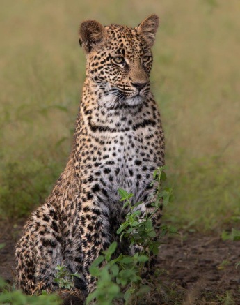 Ntsumi is leaving her cubs alone more often. They are becoming more capable and she has given them the tools they need to survive. Ntsumi is leaving her cubs alone more often. They are becoming more capable and she has given them the tools they need to survive.