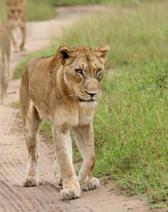 Msuthlu Pride Females Ronald Mutero Msuthlu Pride Females Ronald Mutero