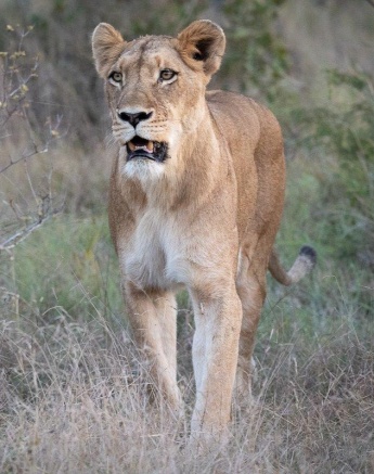 The oldest female of the Southern Pride took the lead and decided in which direction they will move, with her two daughters following close behind her.