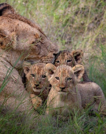 Talamati And Cubs Devon Jansen Talamati And Cubs Devon Jansen