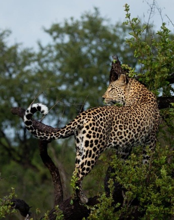 Nstumi gets a good vantage point from a branch of a tree. Nstumi gets a good vantage point from a branch of a tree.