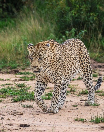 N'weti has fathered many cubs lately and the cubs now rely on N'weti protecting the territory to ensure their survival. N'weti has fathered many cubs lately and the cubs now rely on N'weti protecting the territory to ensure their survival.