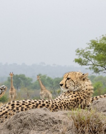Sabi Sabi Ronald Mutero Cheetahs Resting