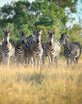 A zeal of zebras standing together in the bush veld