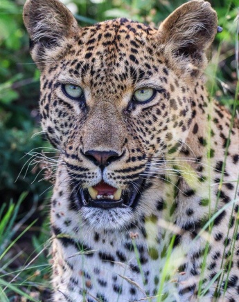 Golonyi Leopard Ruan Mey Golonyi Leopard Ruan Mey