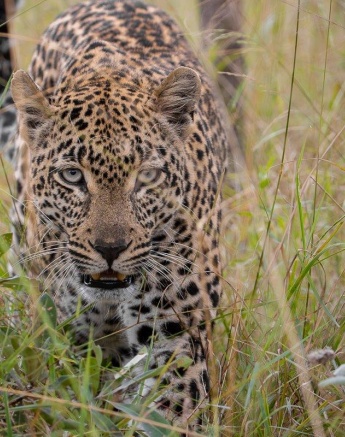 Tengile moves easily through the bush. Tengile moves easily through the bush.