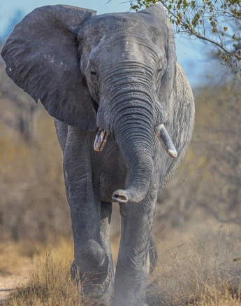 A large elephant walking through the bush at Sabi Sabi, flanked by tall grass and trees.