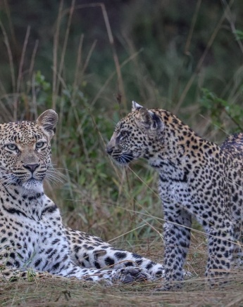 Golonyi and her cub. 