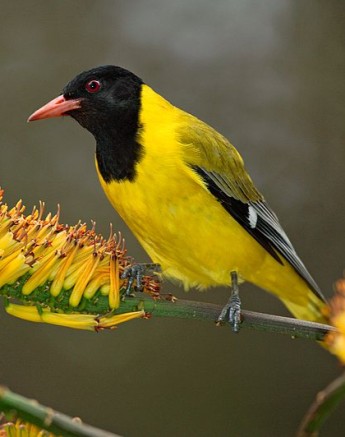 A black headed weaver stands on a flower stem