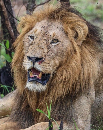 Gjimas male lions keeping a watchful eye