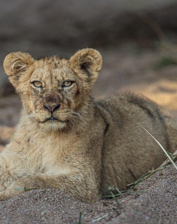 A growing Msuthlu Pride cub, healthy and thriving, showing the future strength of the pride.