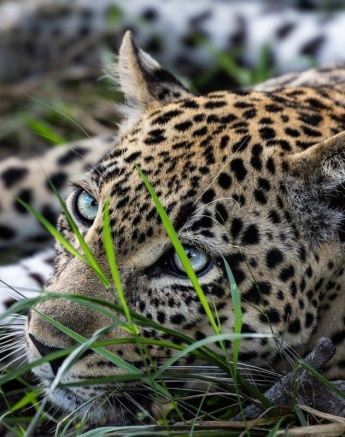 The striking eyes of the Tengile leopard. 