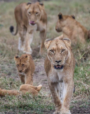 Found tracks heading straight towards a waterhole nearby Found tracks heading straight towards a waterhole nearby