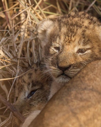 Newborn cubs from the Msuthlu Pride lying in tall grass, with their mother protecting them from older cubs trying to play.