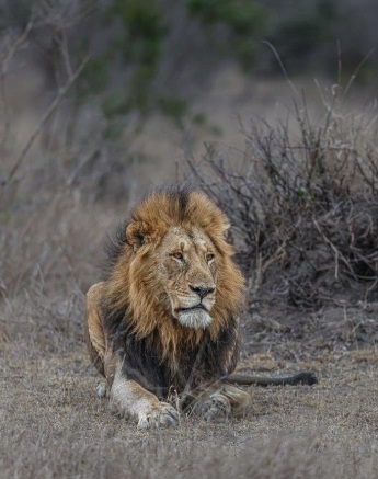 Gijima male lion resting near the thickets, shielding from the wind.