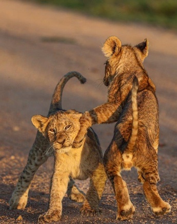 The golden light shines on two cubs from the Msuthlu pride play fighting. 