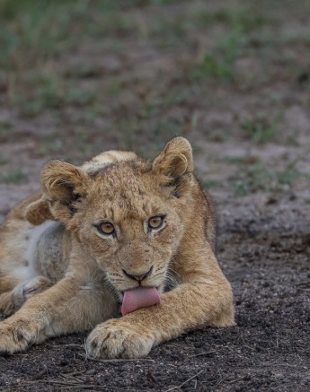 A young member of the Msuthlu pride. 