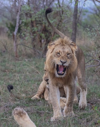 Sabi Sabi Ruan Mey Male Lion Roars