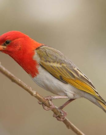 Birds 11 Birds 11