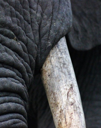 A close up of the tusk of an elephant. A close up of the tusk of an elephant.